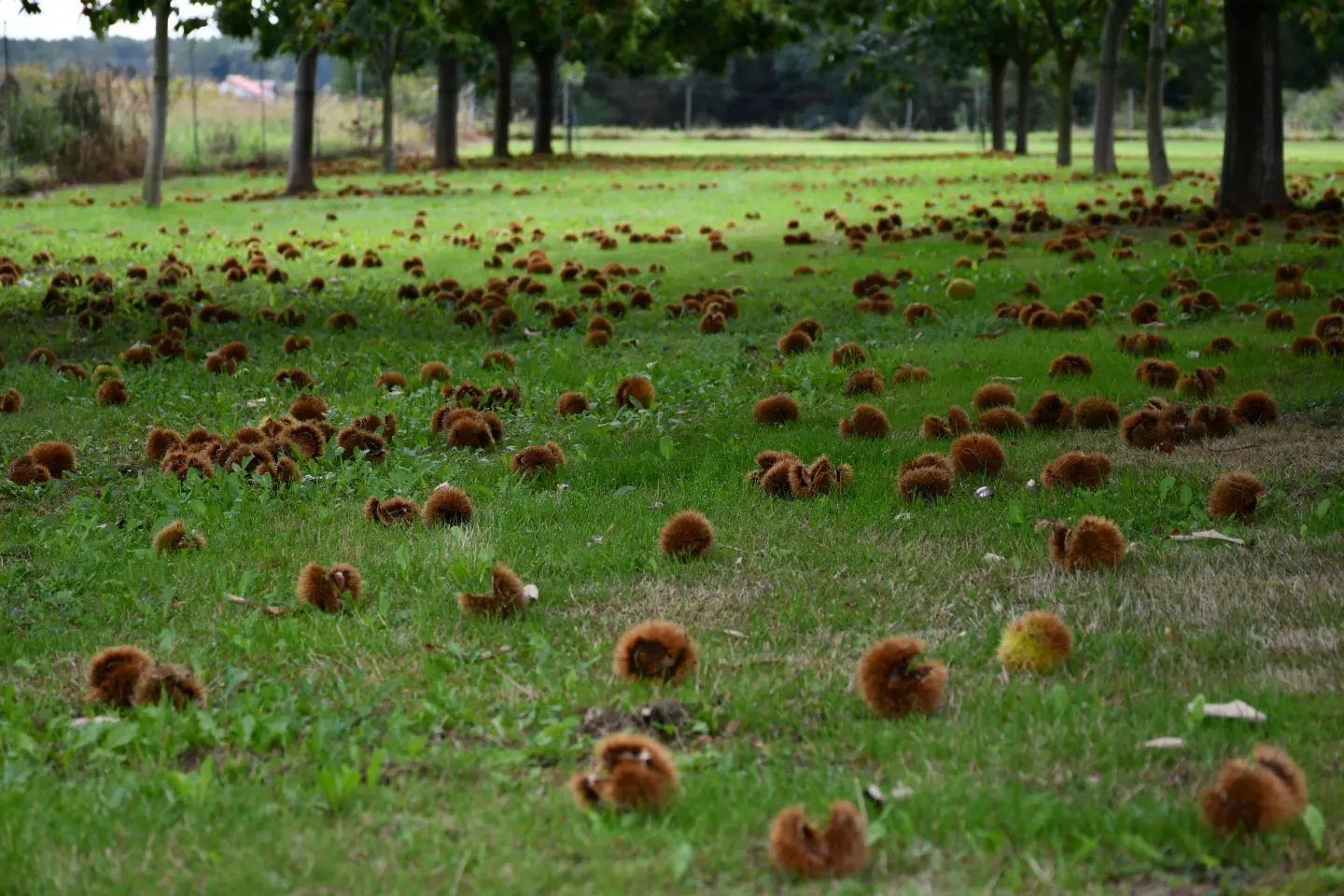 Maruni Frančić, Peklenica, berba, jesen (2)