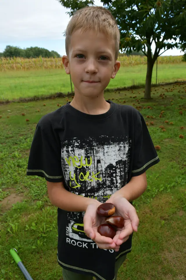 Maruni Frančić, Peklenica, berba, jesen (3)