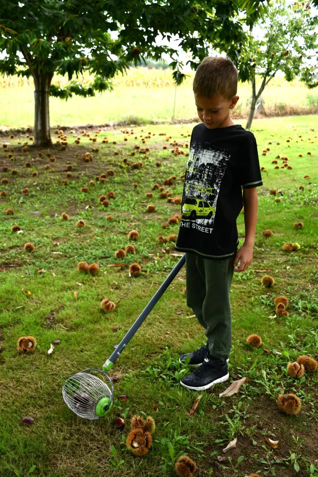 Maruni Frančić, Peklenica, berba, jesen (4)