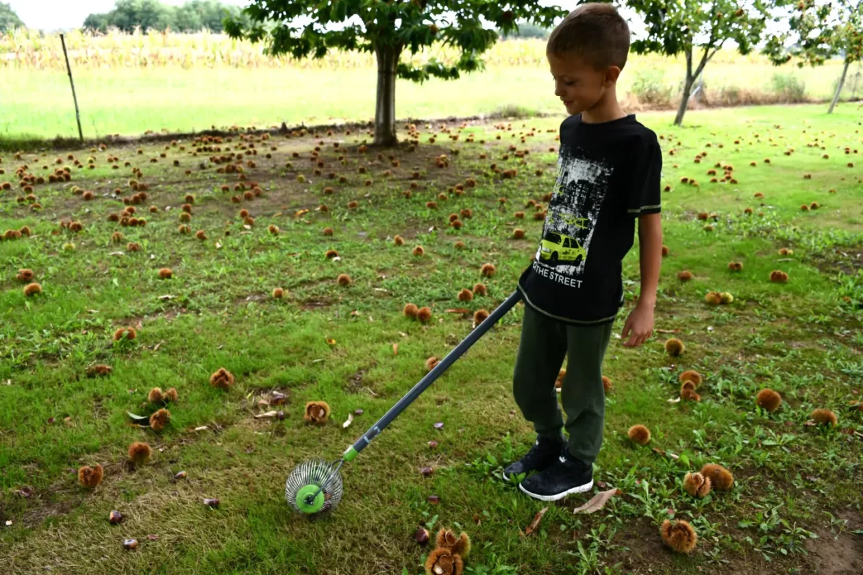 Maruni Frančić, Peklenica, berba, jesen (5) Maruni Frančić, Peklenica, berba, jesen (5)