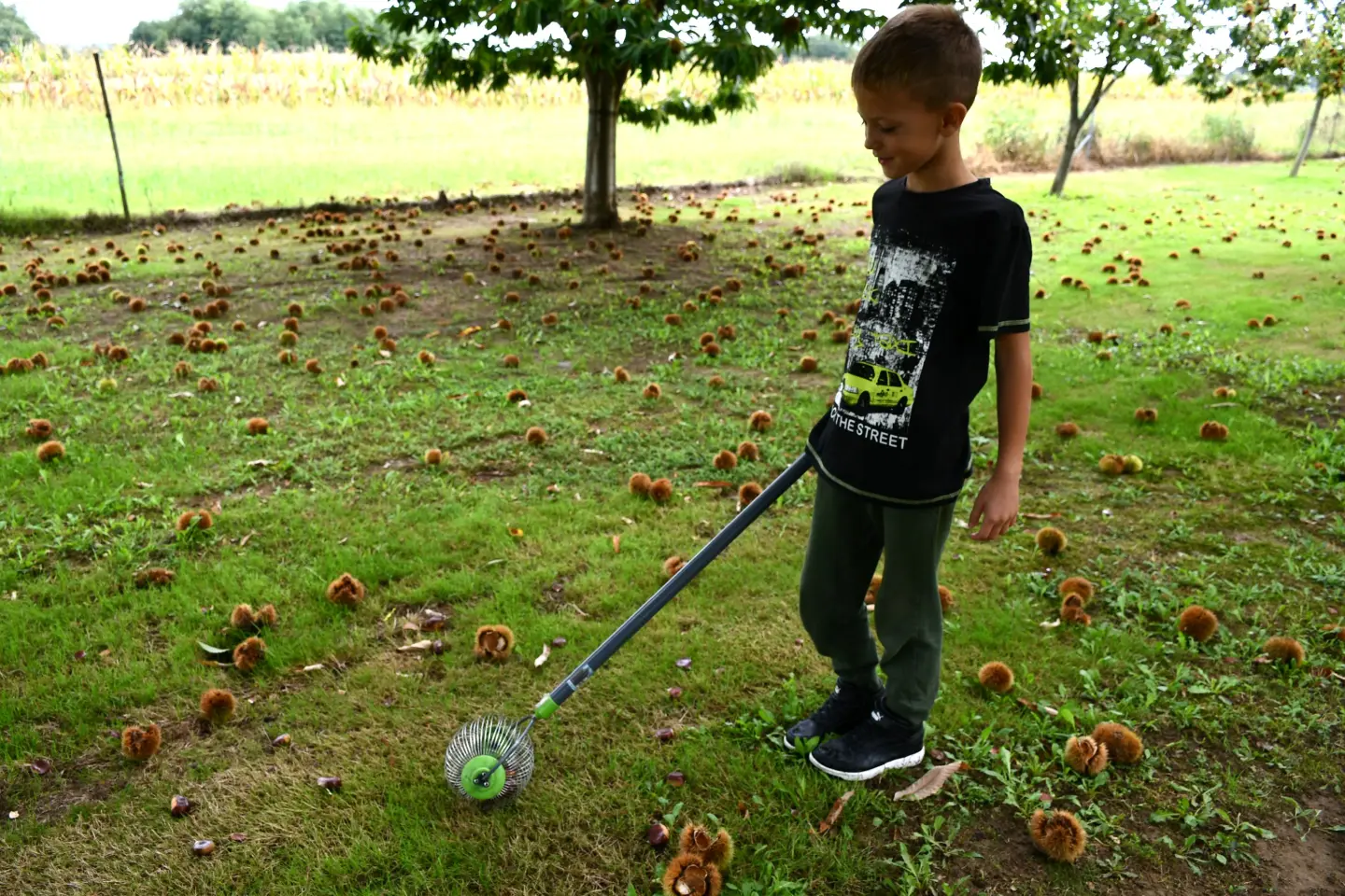 Maruni Frančić, Peklenica, berba, jesen (5)