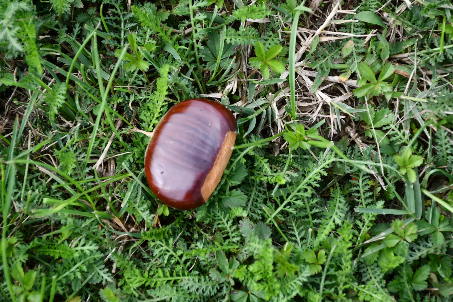 Maruni Frančić, Peklenica, berba, jesen (8)