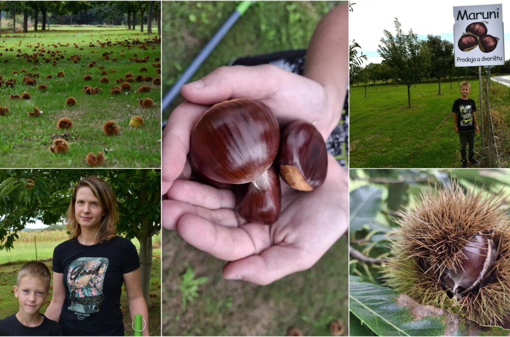 Maruni, Peklenica, Frančić, berba 2025.