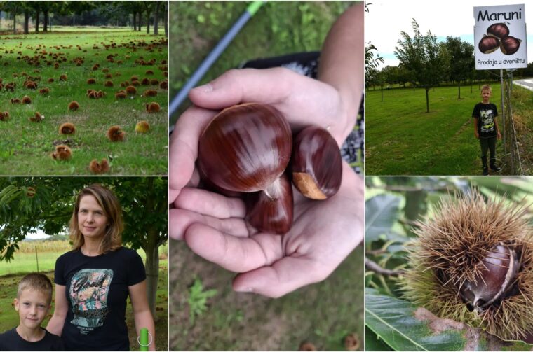 Maruni, Peklenica, Frančić, berba 2025.