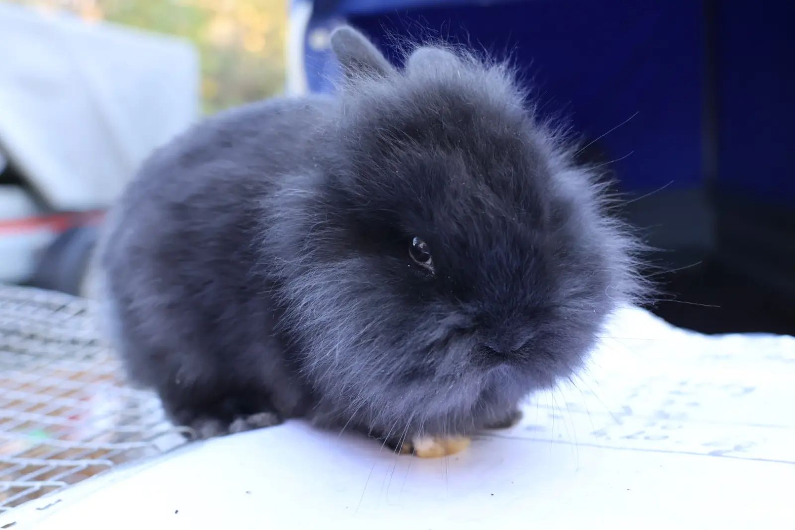 Maša Hrustek Sobočan, prešetavanja i premišljavanja, sajam, 5.11.2025 (25)