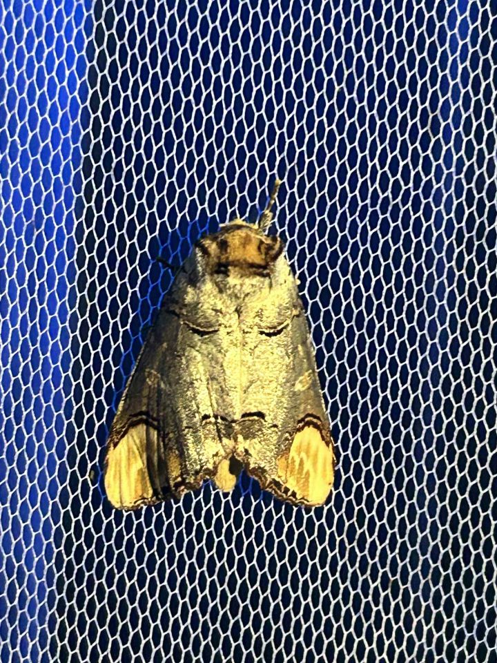 Matulov grunt svjetski dan rendđera 2025 (1)