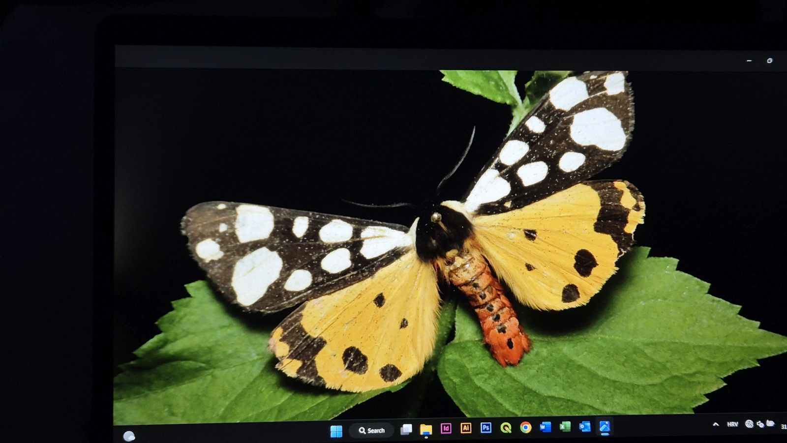 Matulov grunt svjetski dan rendđera 2025 (16)