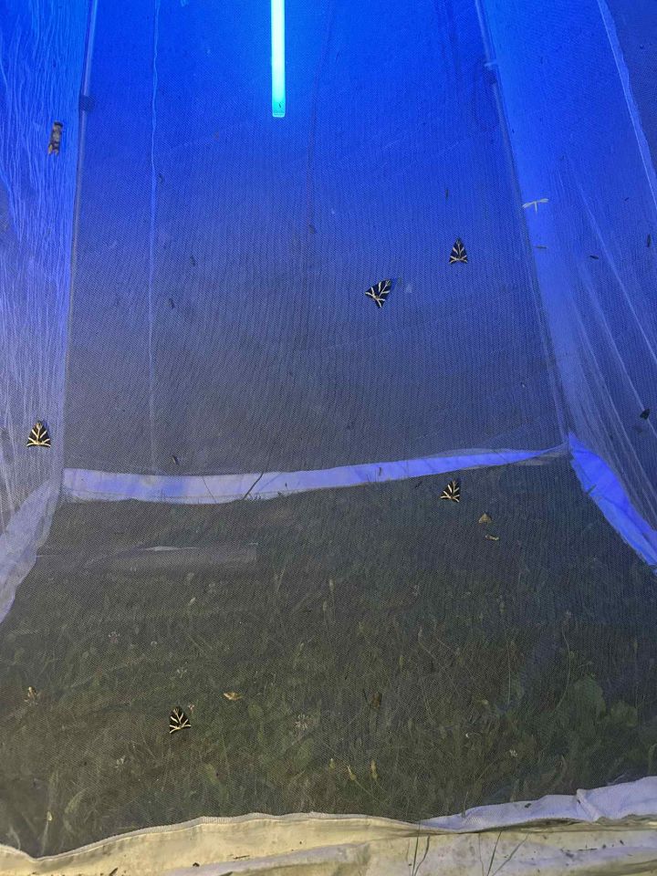 Matulov grunt svjetski dan rendđera 2025 (22)