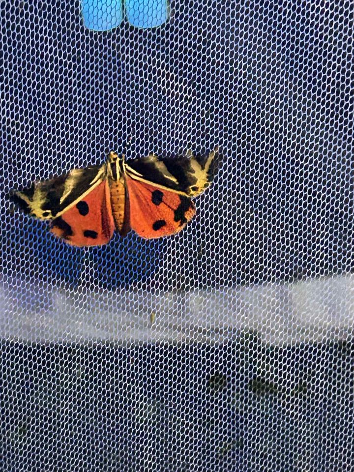 Matulov grunt svjetski dan rendđera 2025 (23)