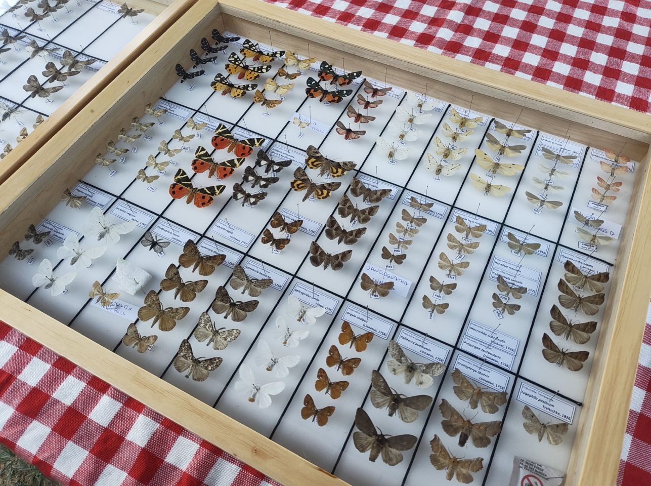 Matulov grunt svjetski dan rendđera 2025 (3)