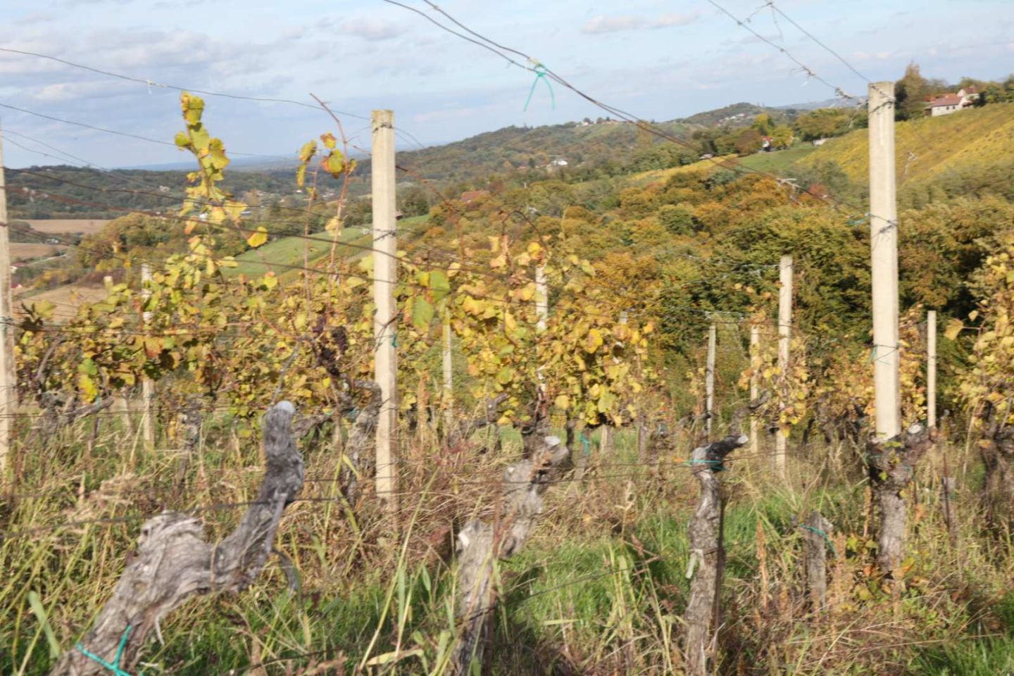 Međimurski bregi – robadje, sveti urban, štrigova – jesen 2025 (1)