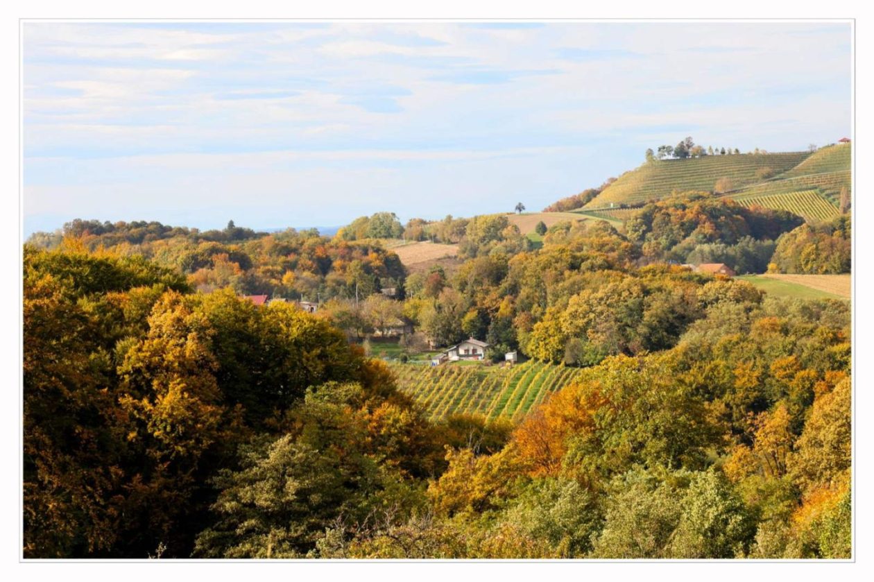 Međimurski bregi – robadje, sveti urban, štrigova – jesen 2025 (11) Međimurski bregi – robadje, sveti urban, štrigova – jesen 2025 (11)