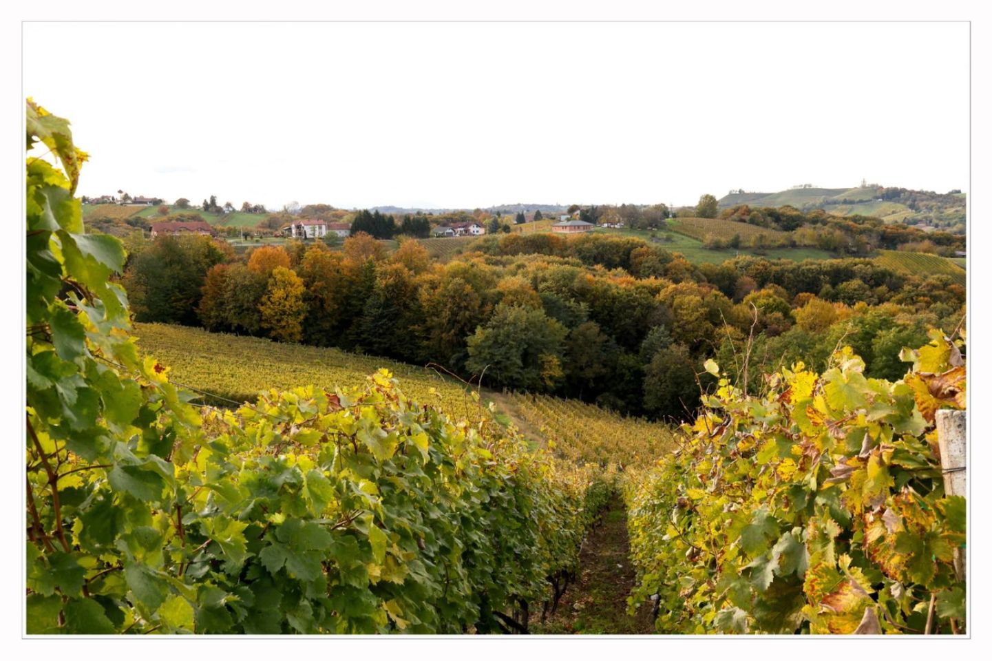 Međimurski bregi – robadje, sveti urban, štrigova – jesen 2025 (5)