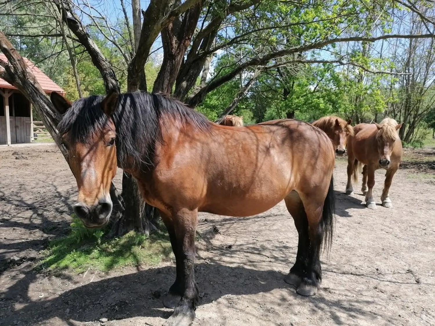 Medimurski-konj-1 Medimurski-konj-1