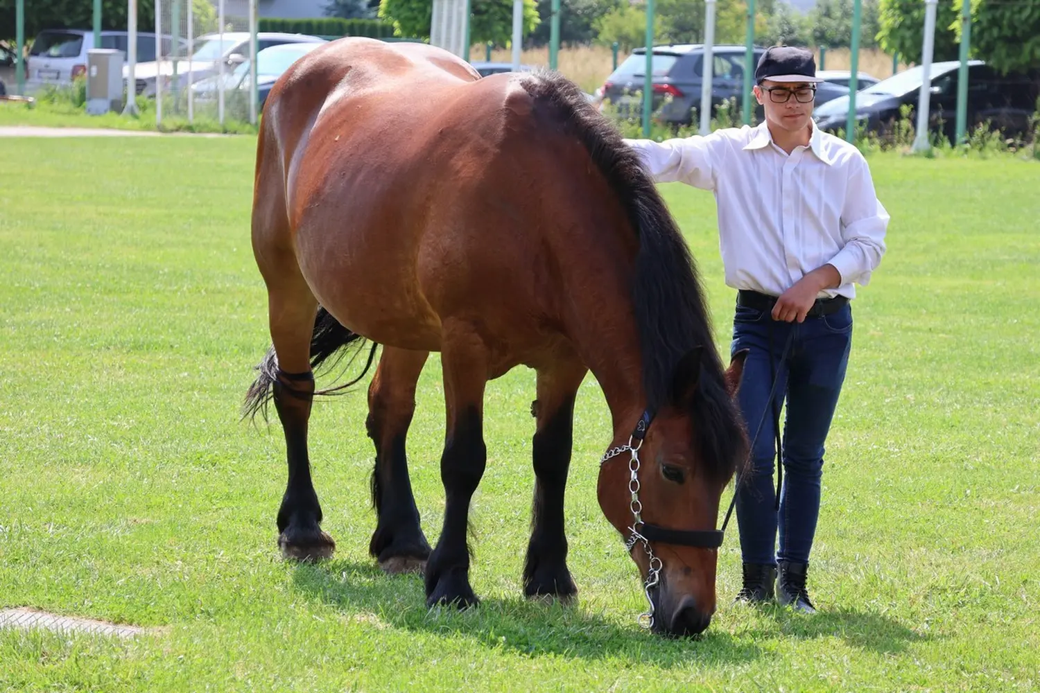 Medimurski-konj-10 Medimurski-konj-10