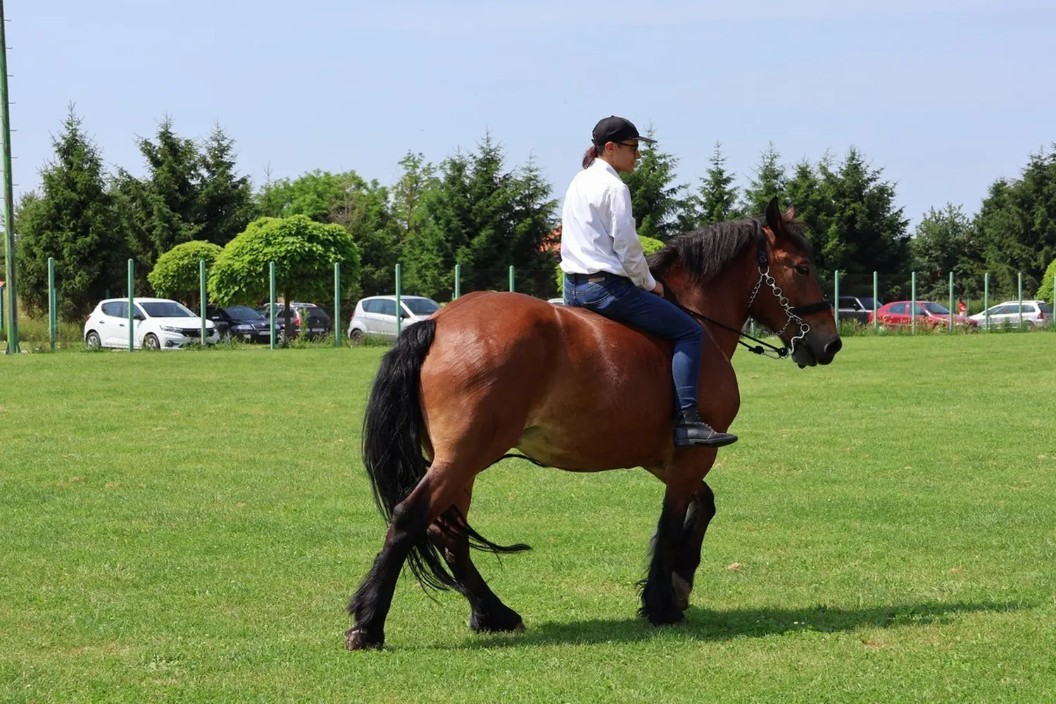 Medimurski-konj-11 Medimurski-konj-11