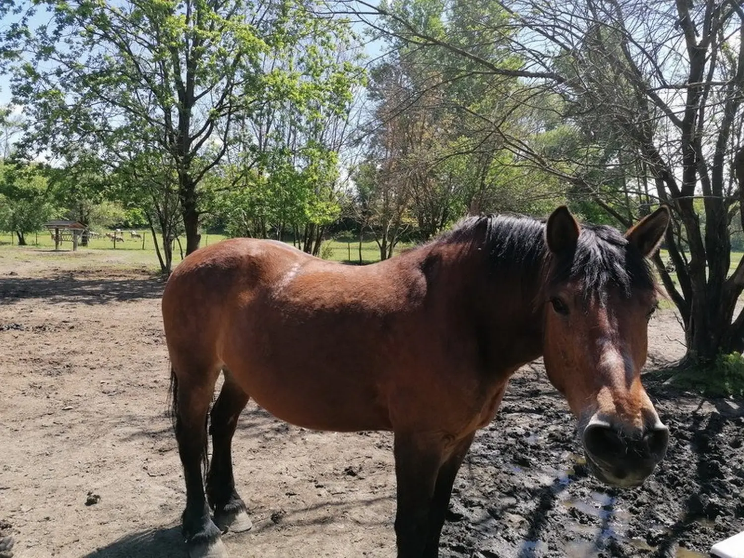 Medimurski-konj-12 Medimurski-konj-12