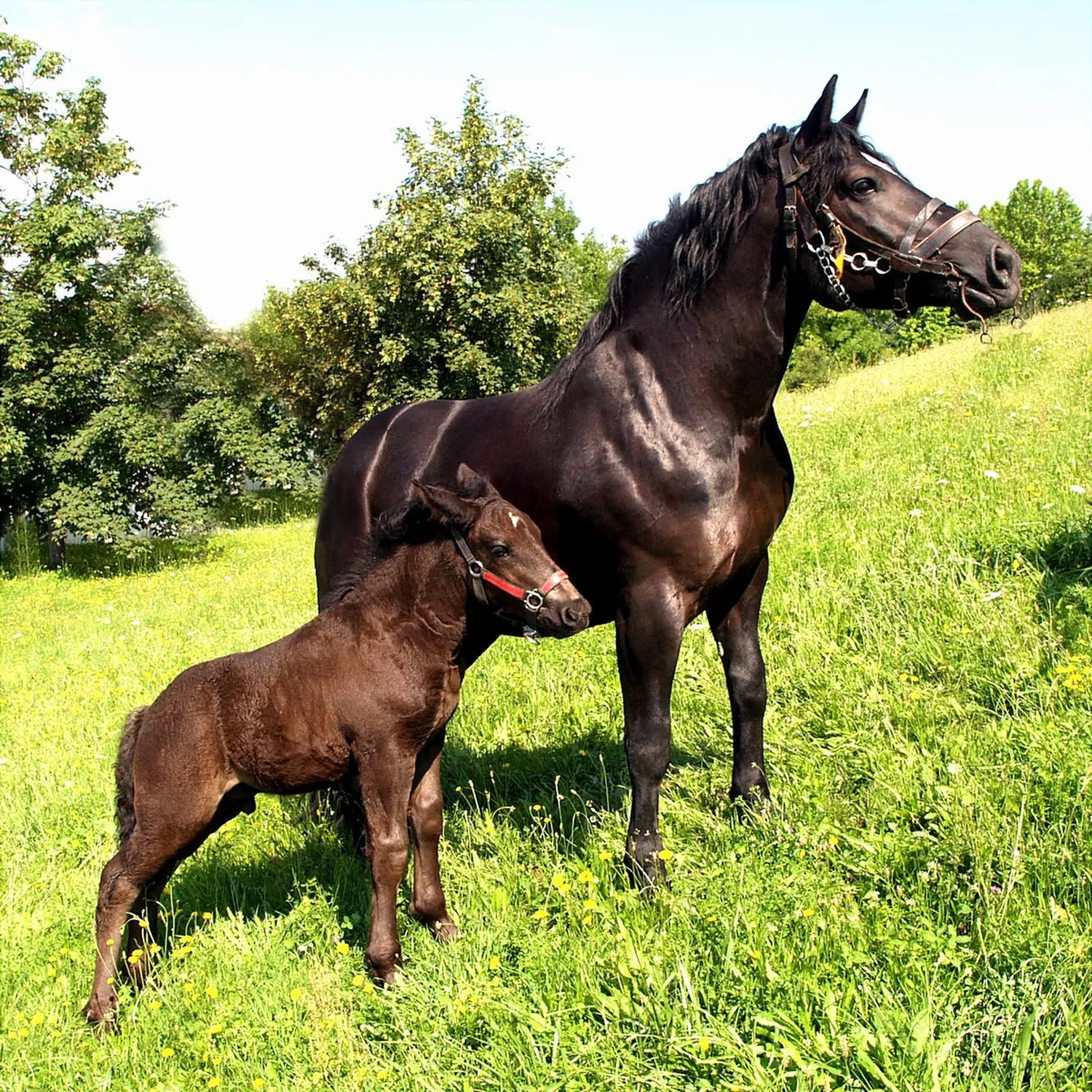 Medimurski-konj-2 Medimurski-konj-2