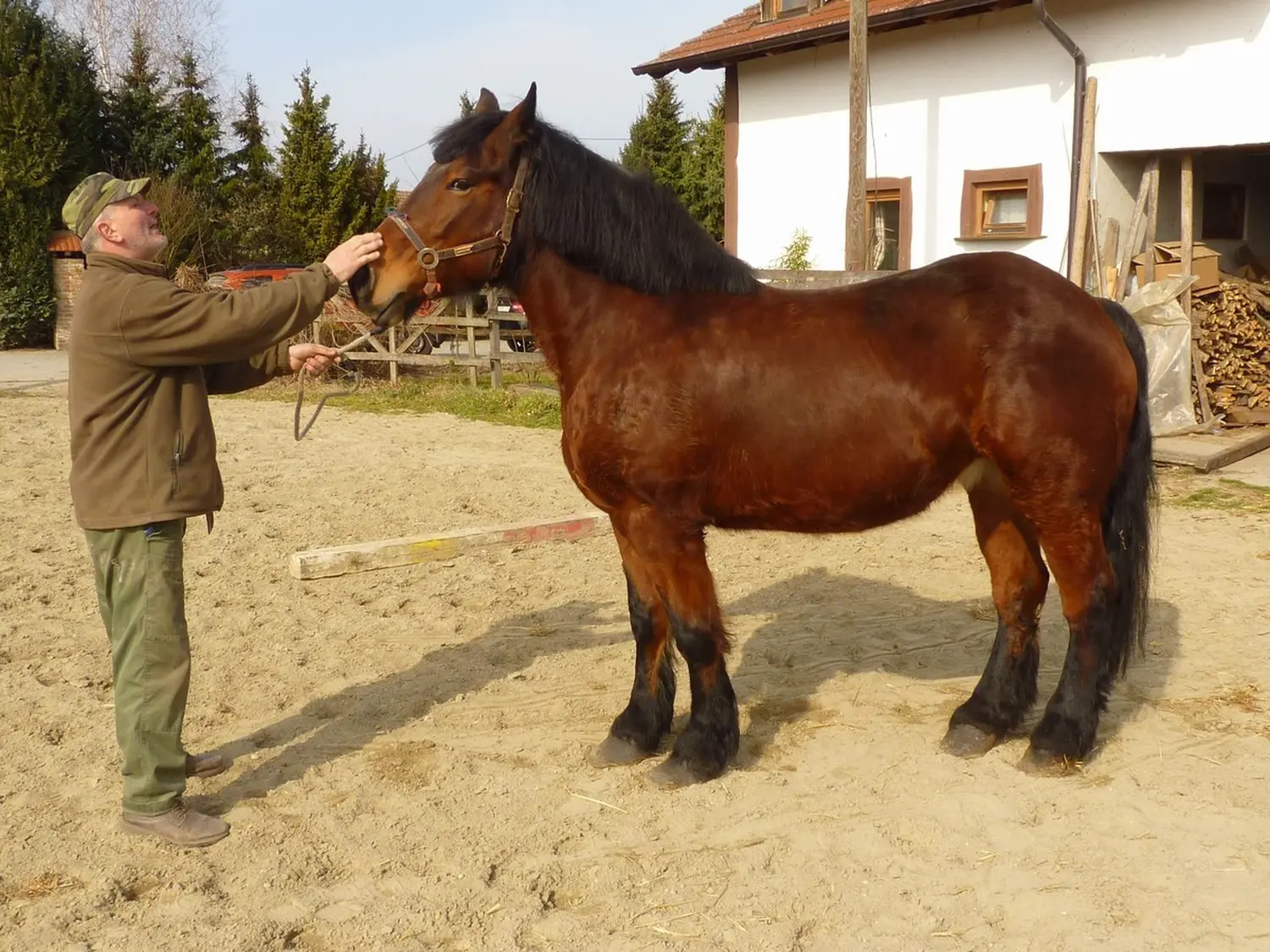 Medimurski-konj-3 Medimurski-konj-3