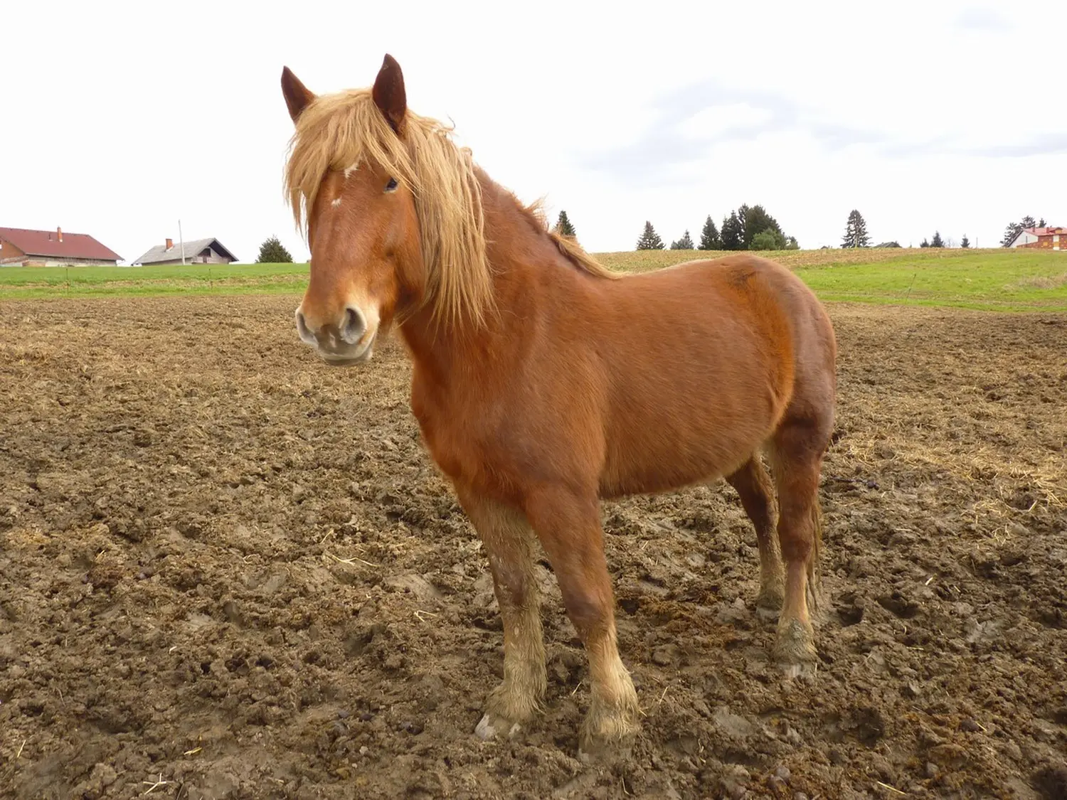 Medimurski-konj-4 Medimurski-konj-4