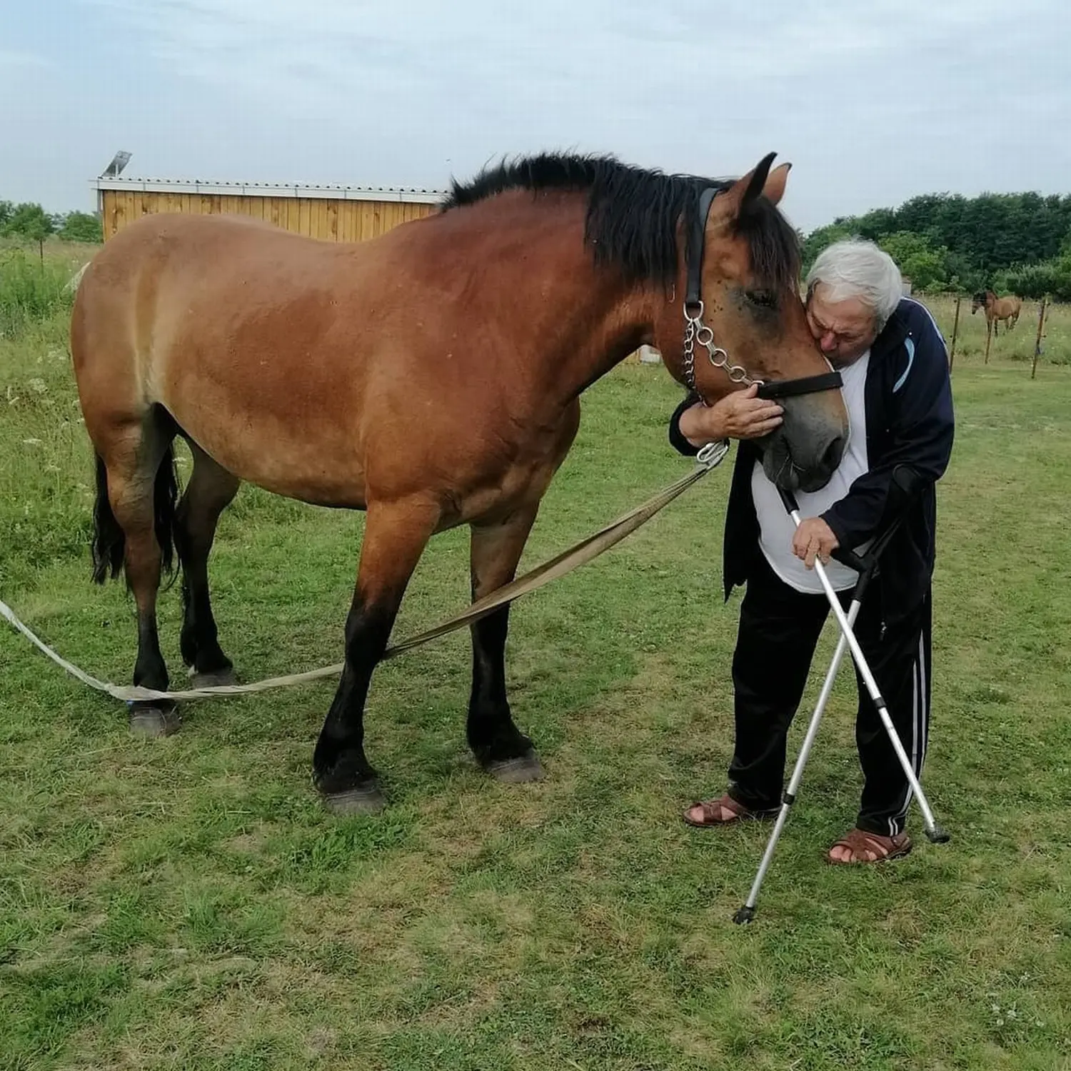 Medimurski-konj-5 Medimurski-konj-5