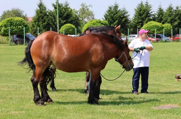 Medimurski-konj-6 Medimurski-konj-6