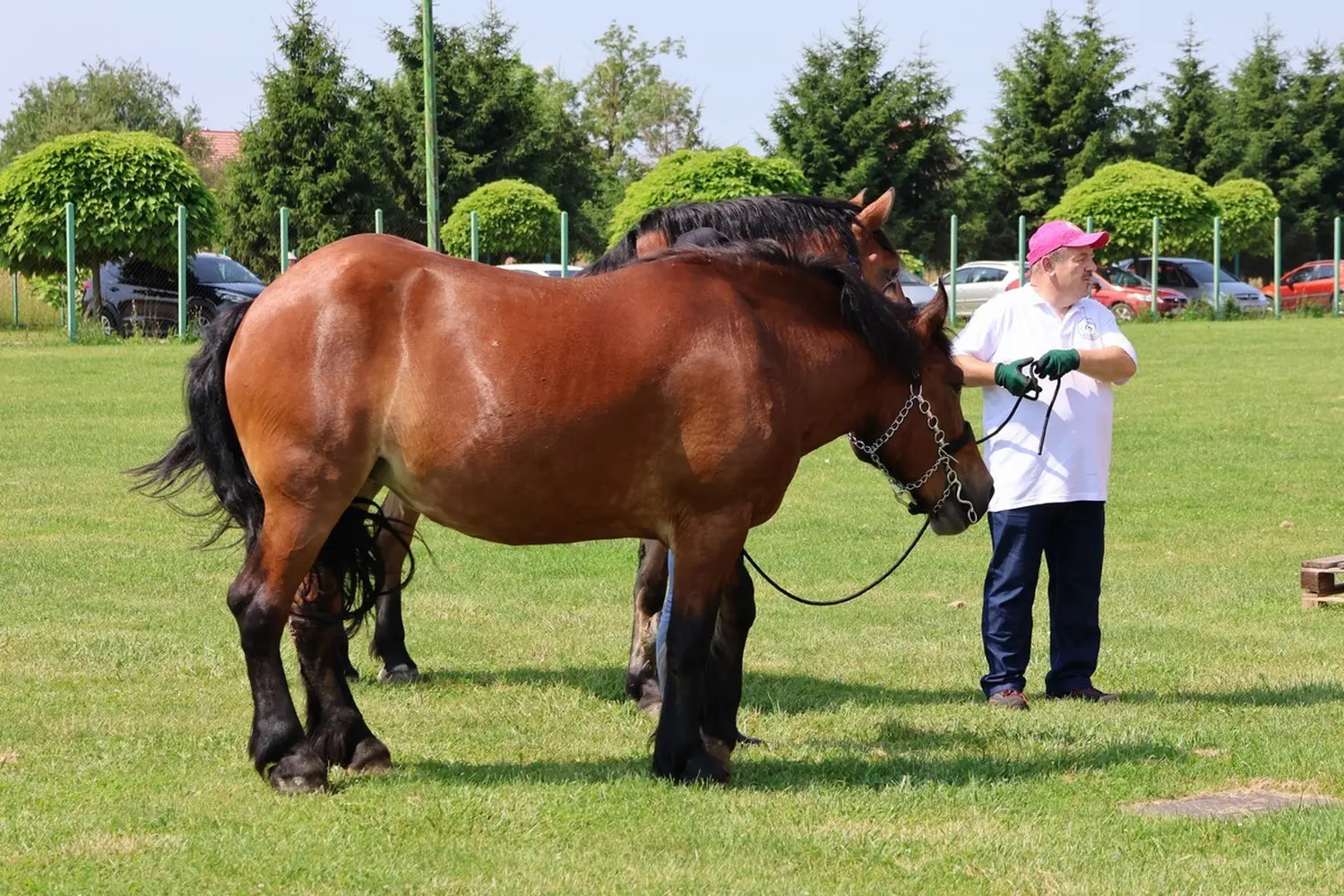 Medimurski-konj-6 Medimurski-konj-6