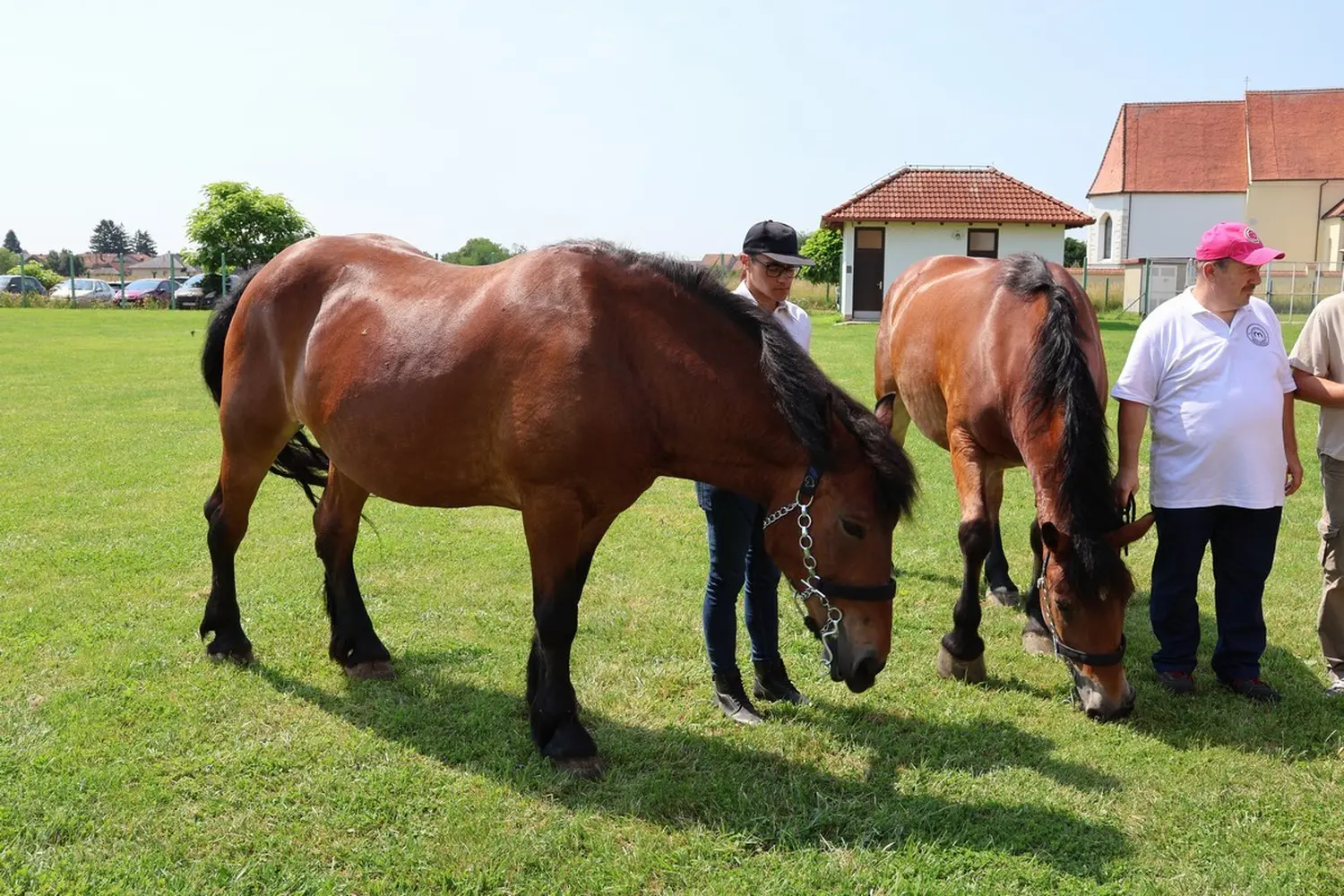 Medimurski-konj-9 Medimurski-konj-9