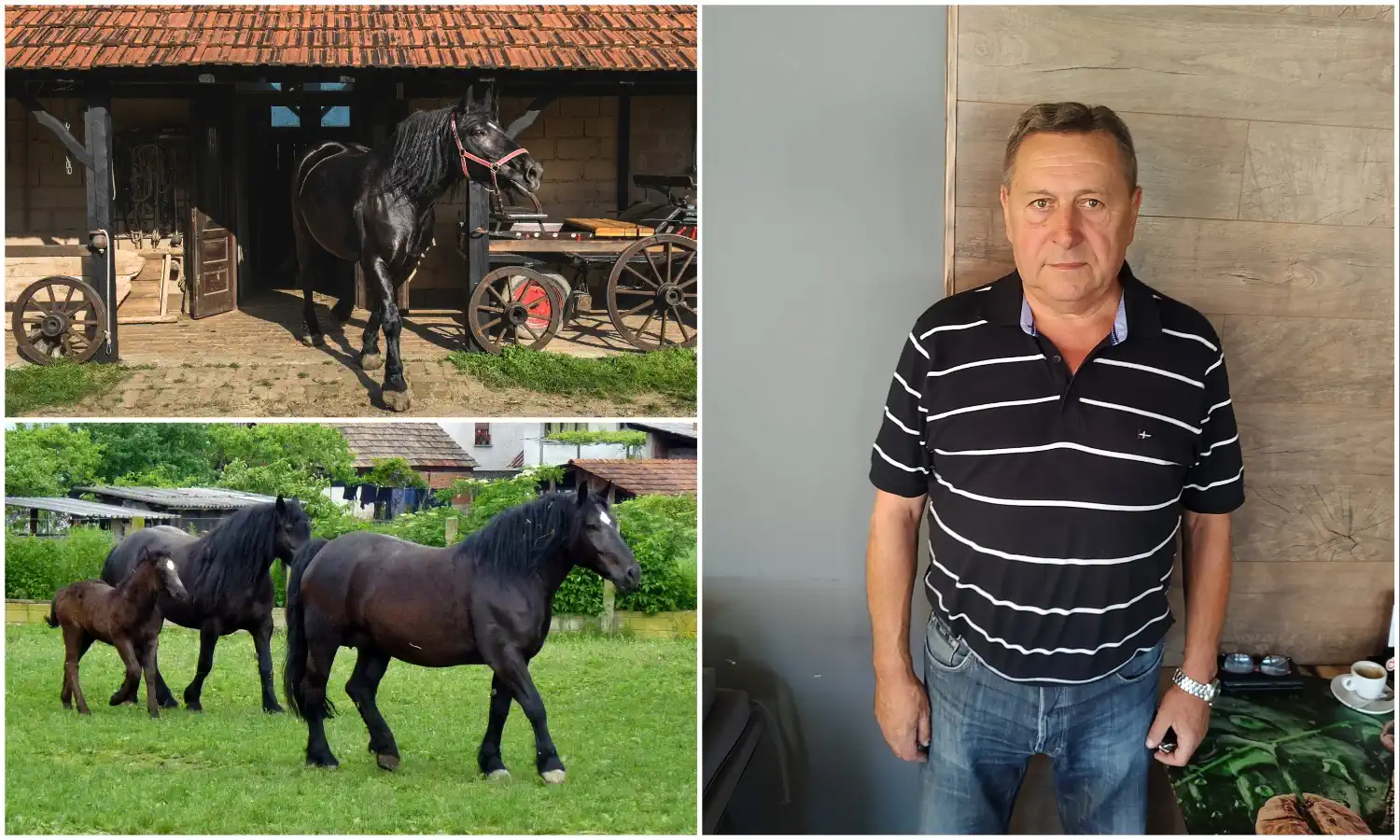 Međimurski konj, Orsag