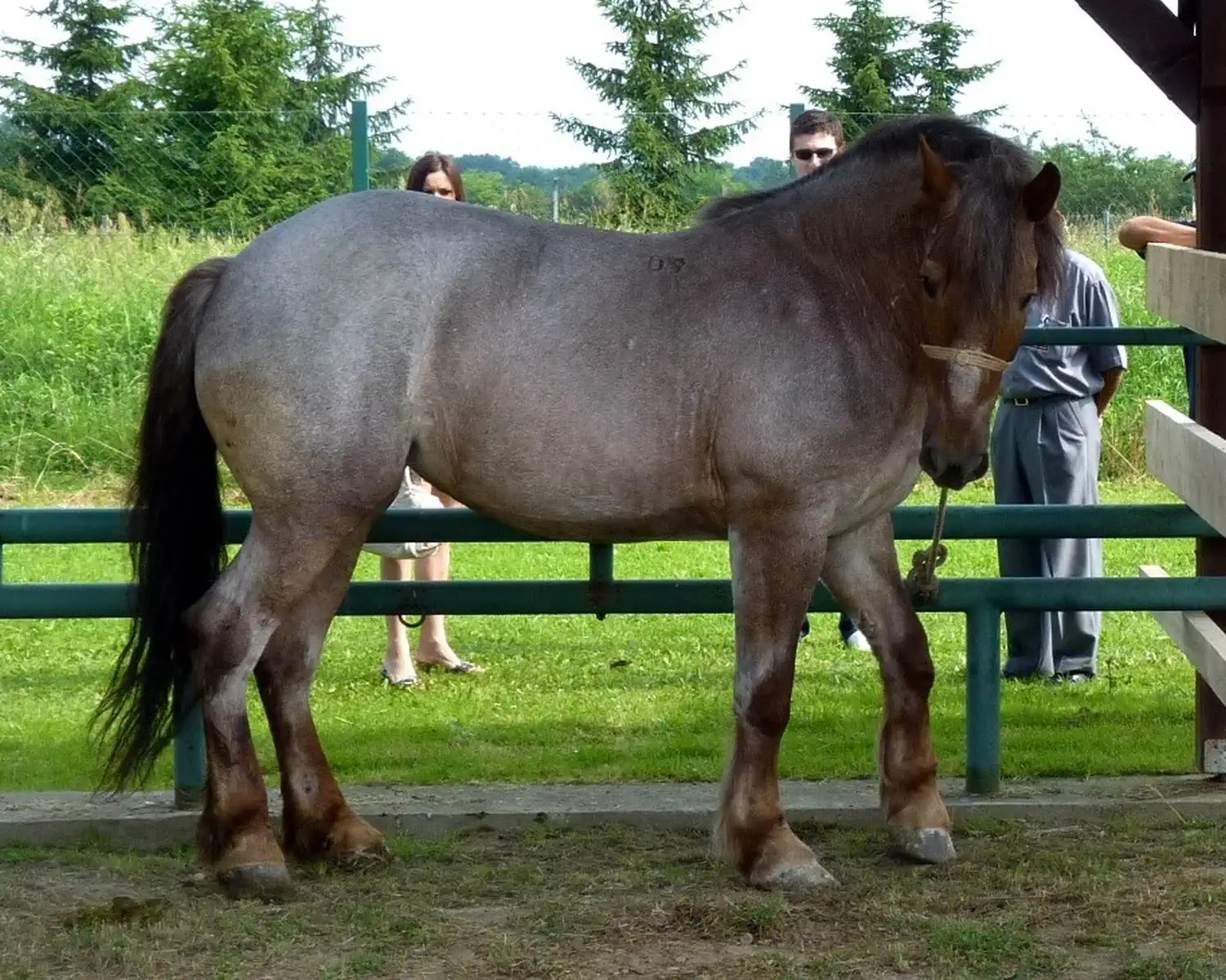 Međimurski konj, kobile (1)