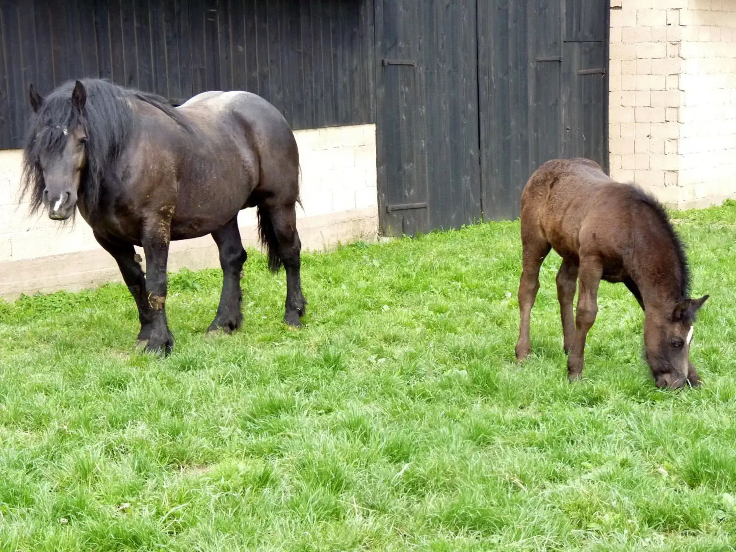 Međimurski konj, kobile (2)