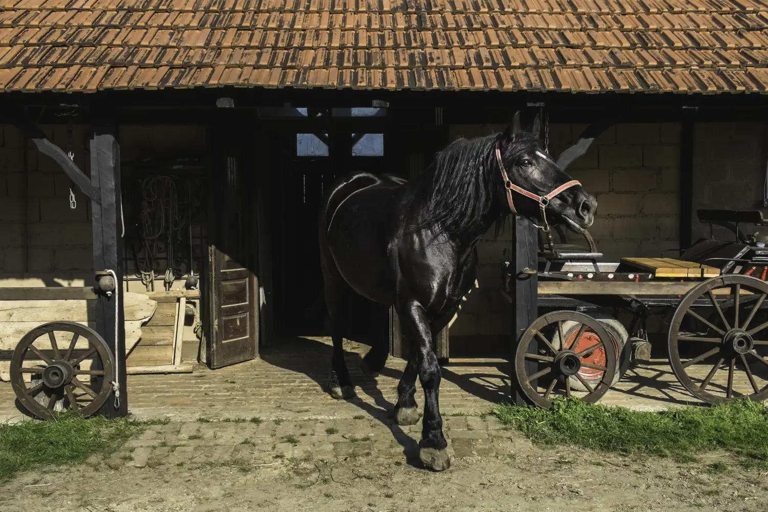 Međimurski konj, kobile (3)