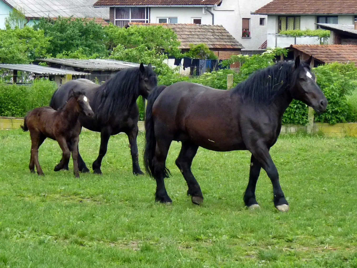 Međimurski konj, kobile (4)