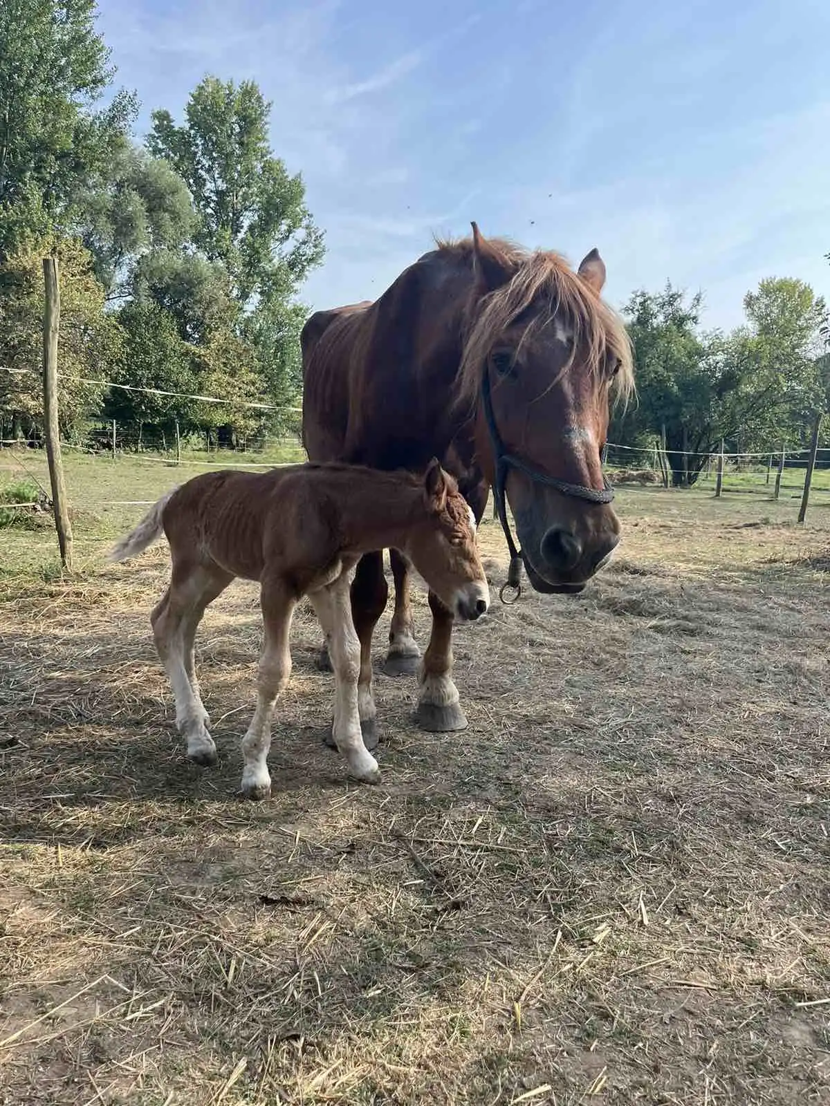Međimurski konj – ždrijebe (2) Međimurski konj – ždrijebe (2)