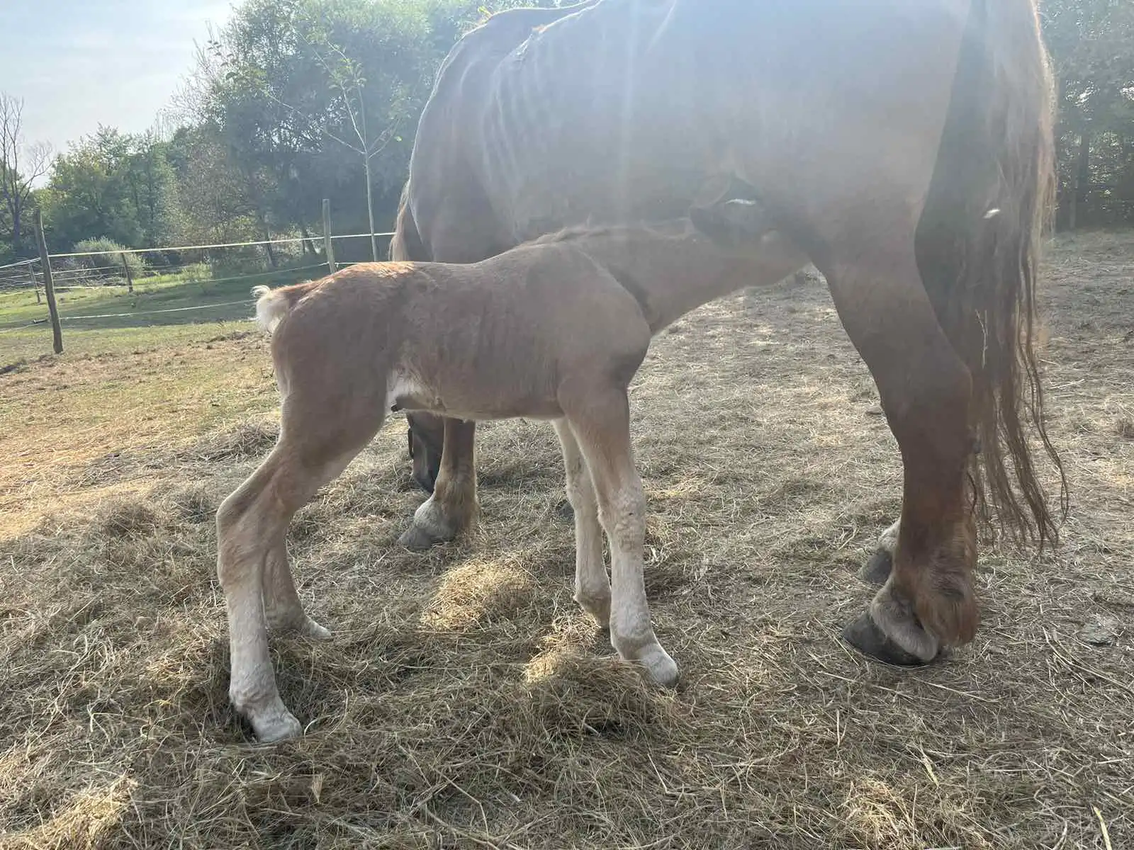 Međimurski konj – ždrijebe (3) Međimurski konj – ždrijebe (3)