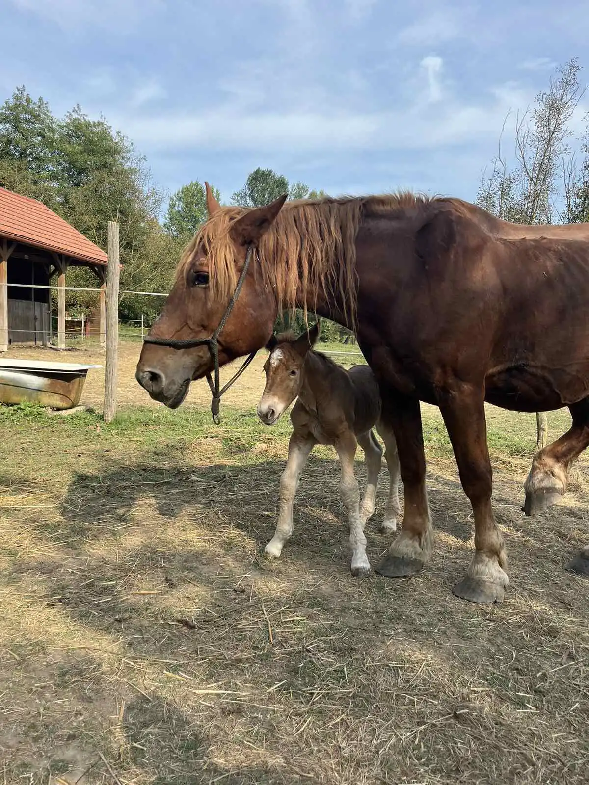 Međimurski konj – ždrijebe (4) Međimurski konj – ždrijebe (4)