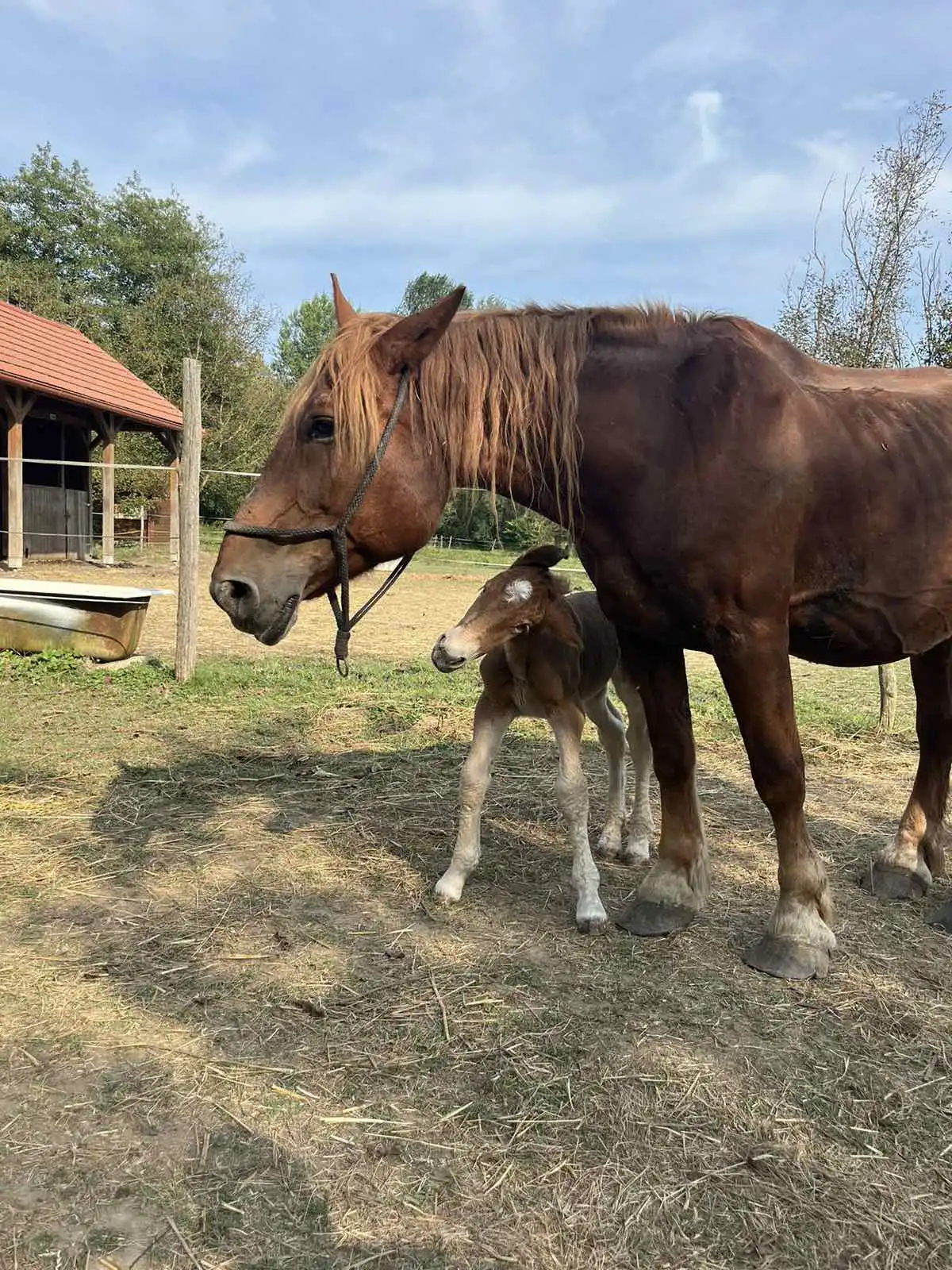 Međimurski konj – ždrijebe (5) Međimurski konj – ždrijebe (5)