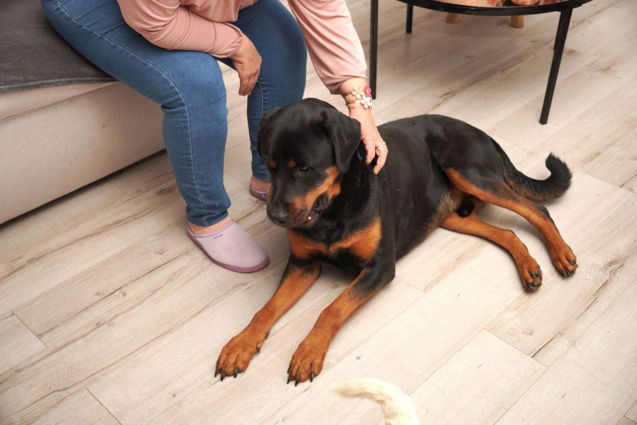 Melita Vidović rak dojke ručni rad pas (16)