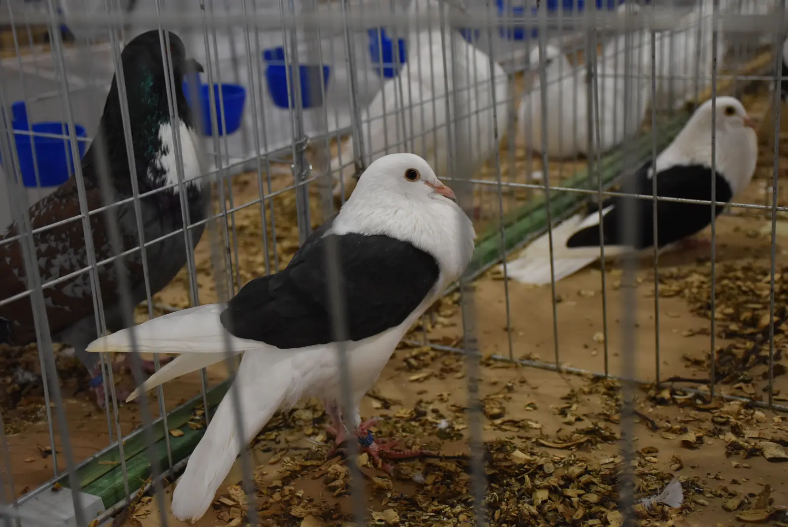 Mesap, Nedelišće, izložba malih životinja (12)