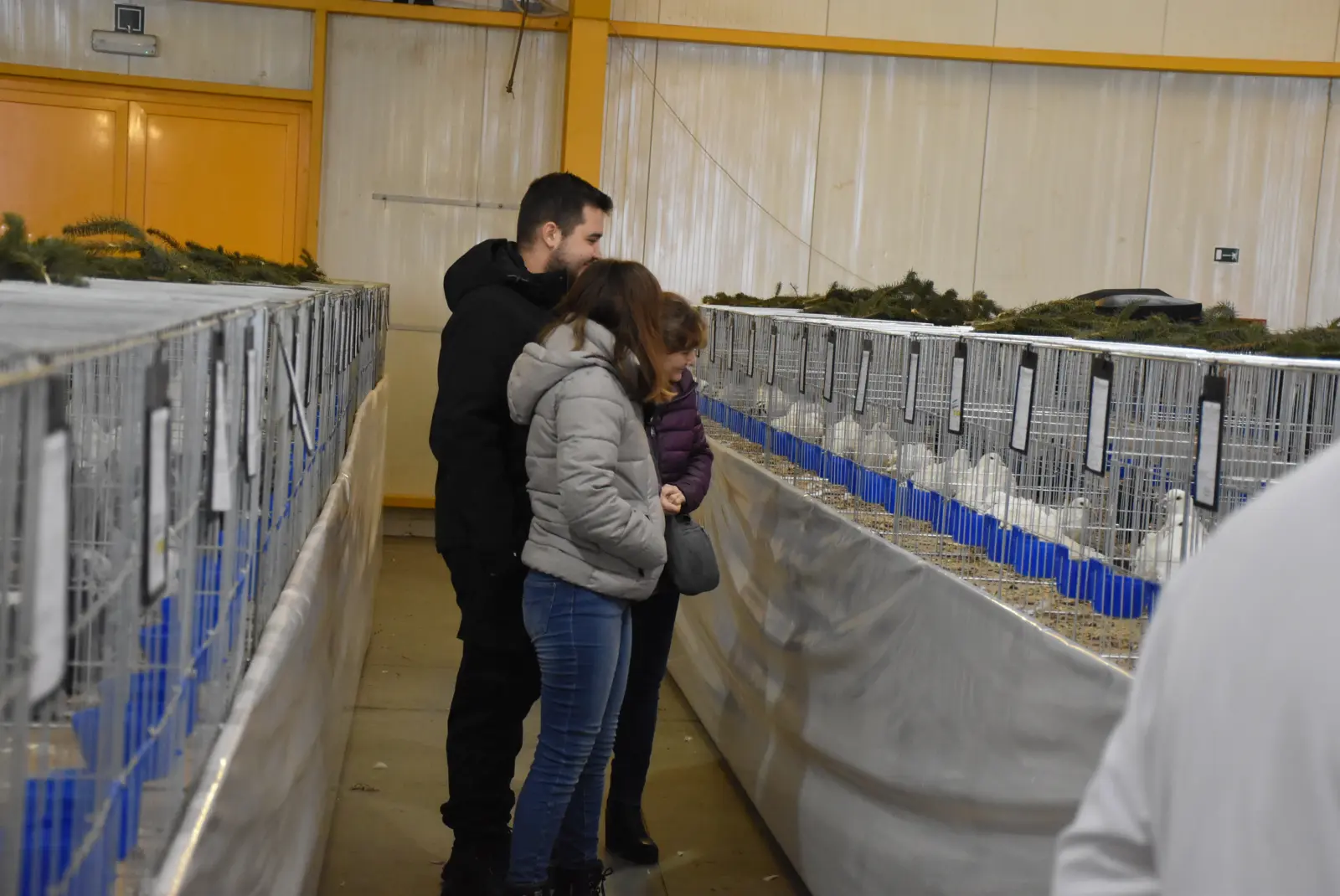 Mesap, Nedelišće, izložba malih životinja (14)