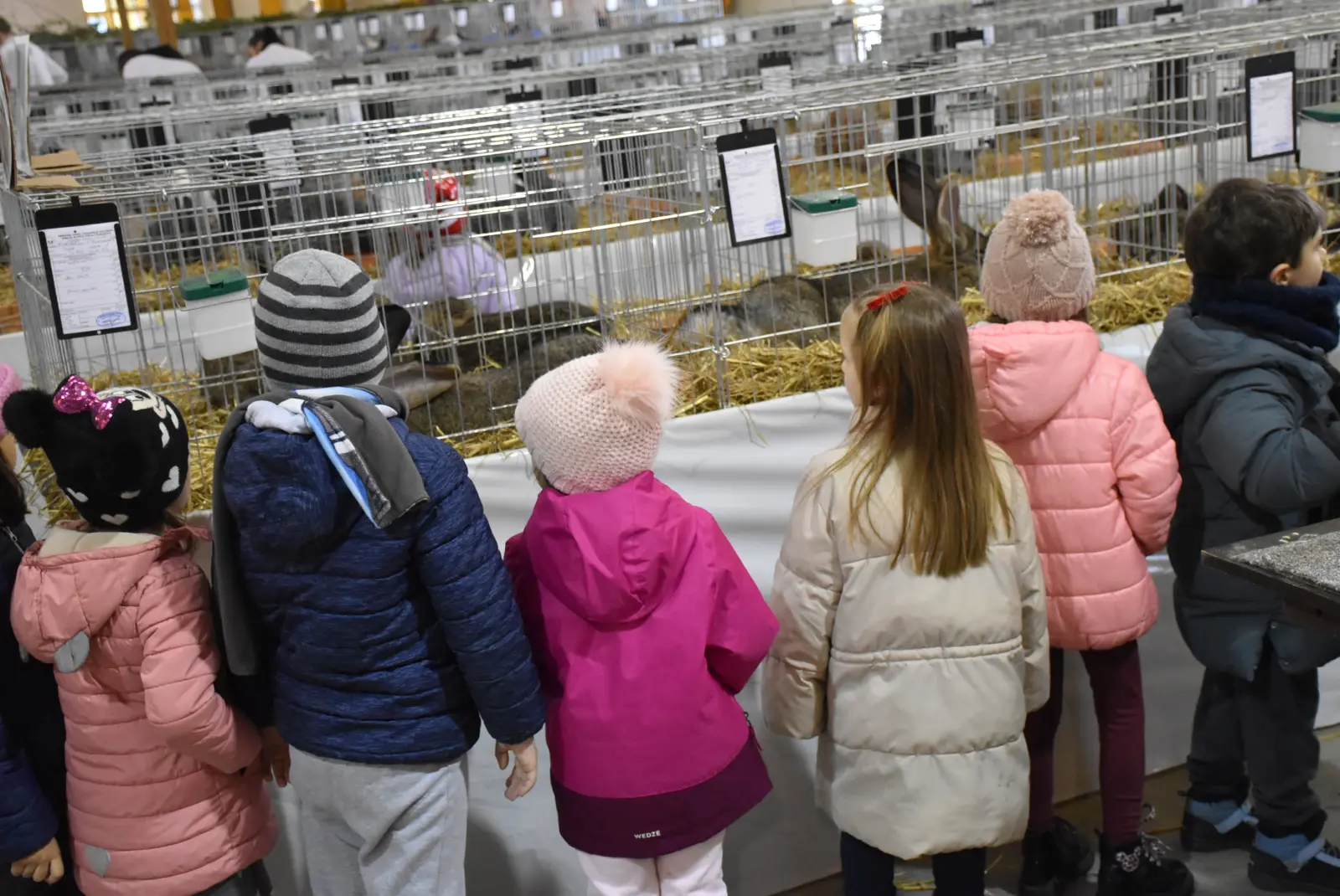 Mesap, Nedelišće, izložba malih životinja (5)