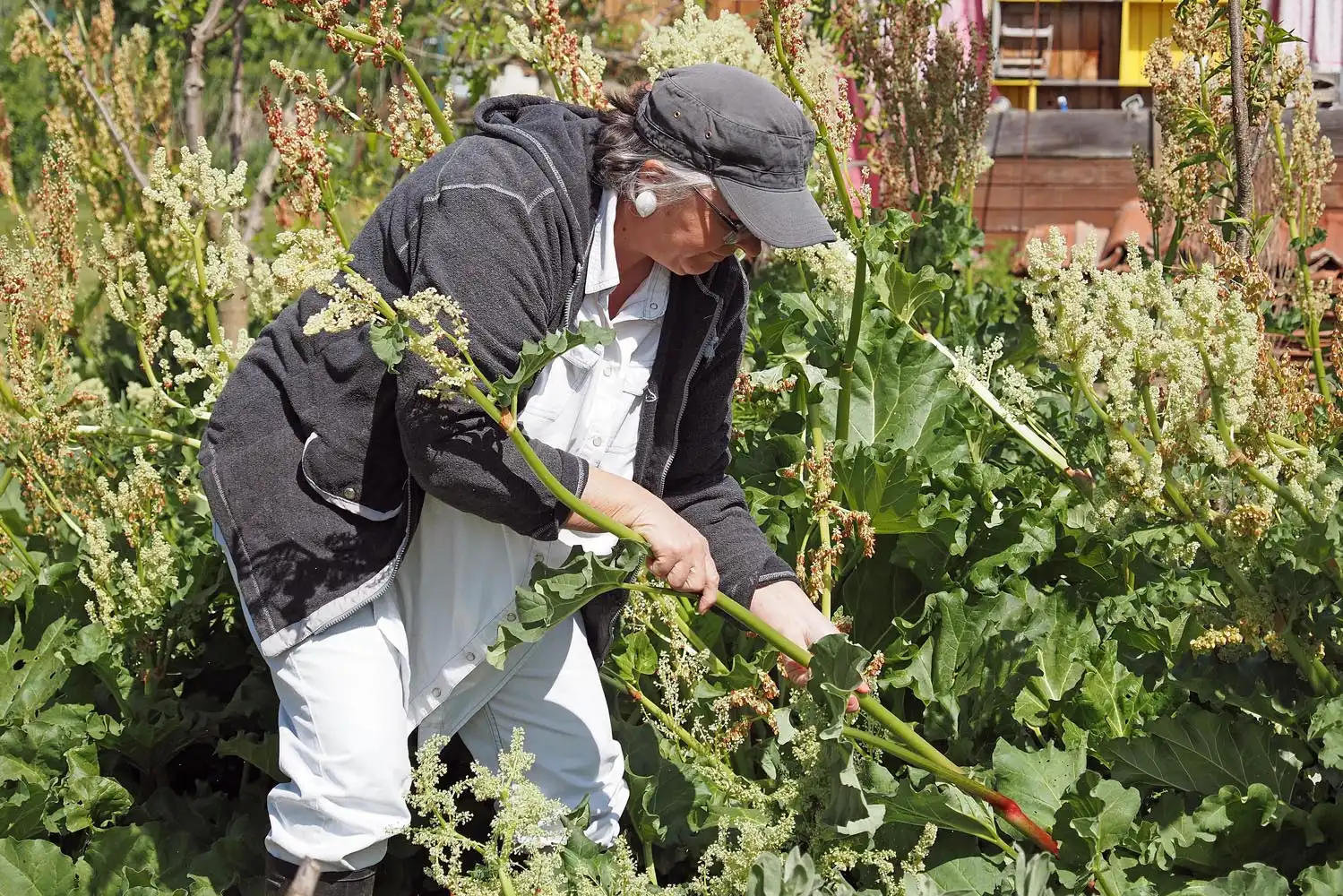 Mirjana- Pozojev Vrscak