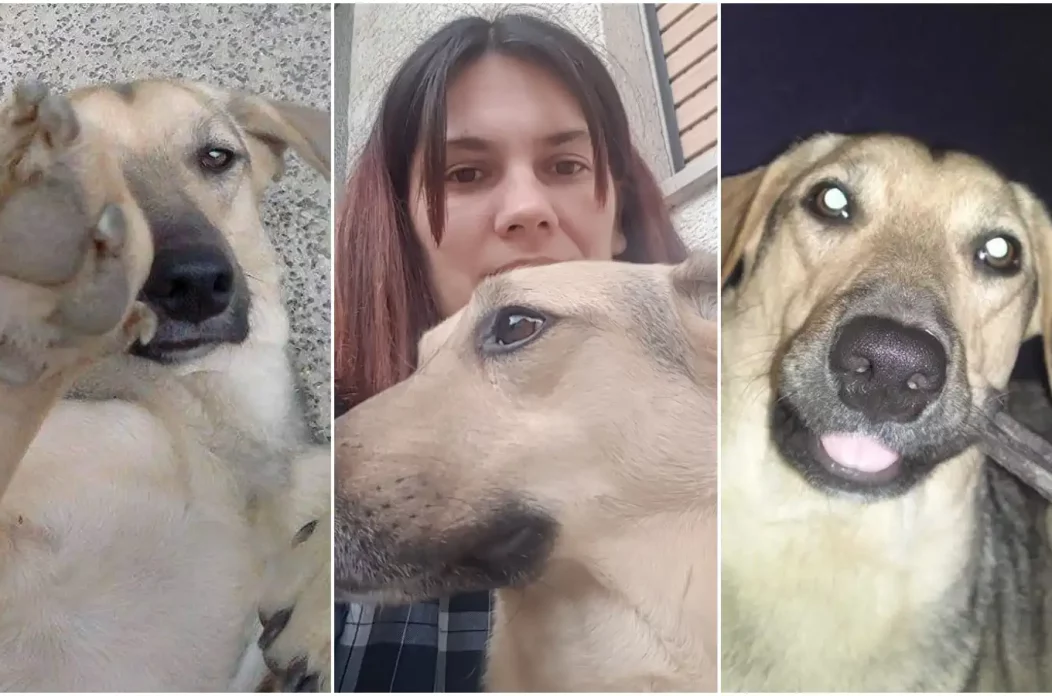 Udomljen pas Toffe (1)