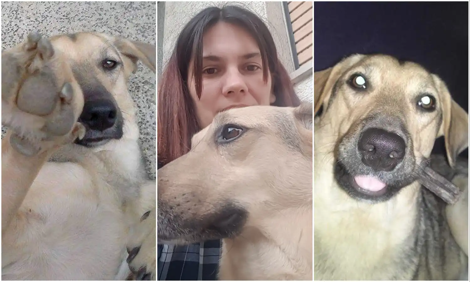 Udomljen pas Toffe (1)