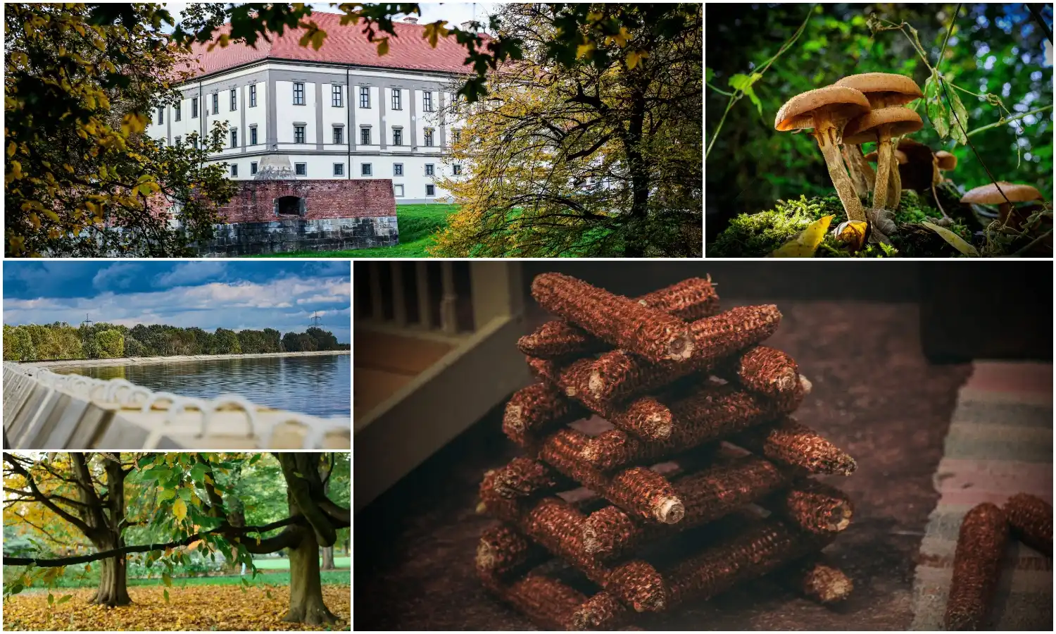 MixCollage-02-Nov-2024-05-42-PM-6685 MixCollage-02-Nov-2024-05-42-PM-6685