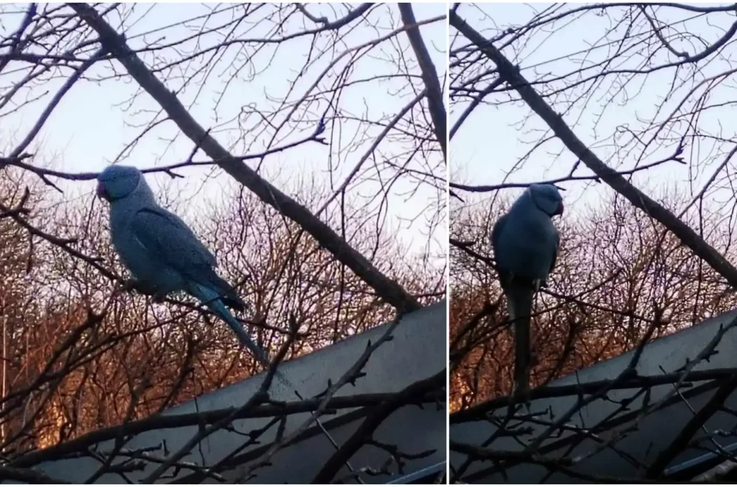 Papiga Gornji Mihaljevec