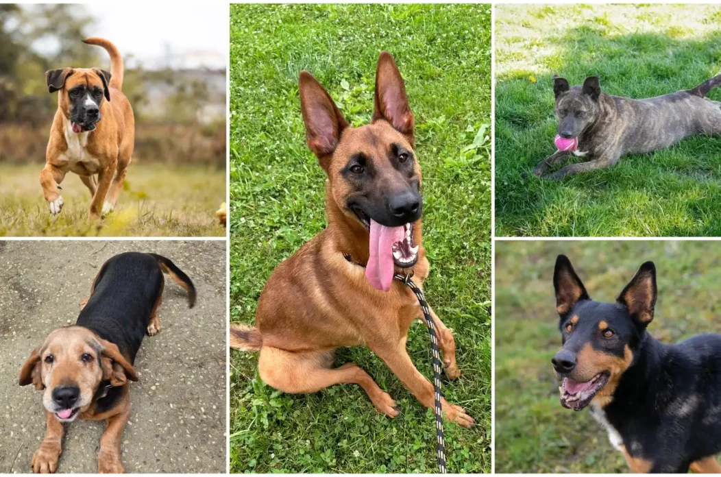 MixCollage-05-Feb-2025-12-55-PM-1224