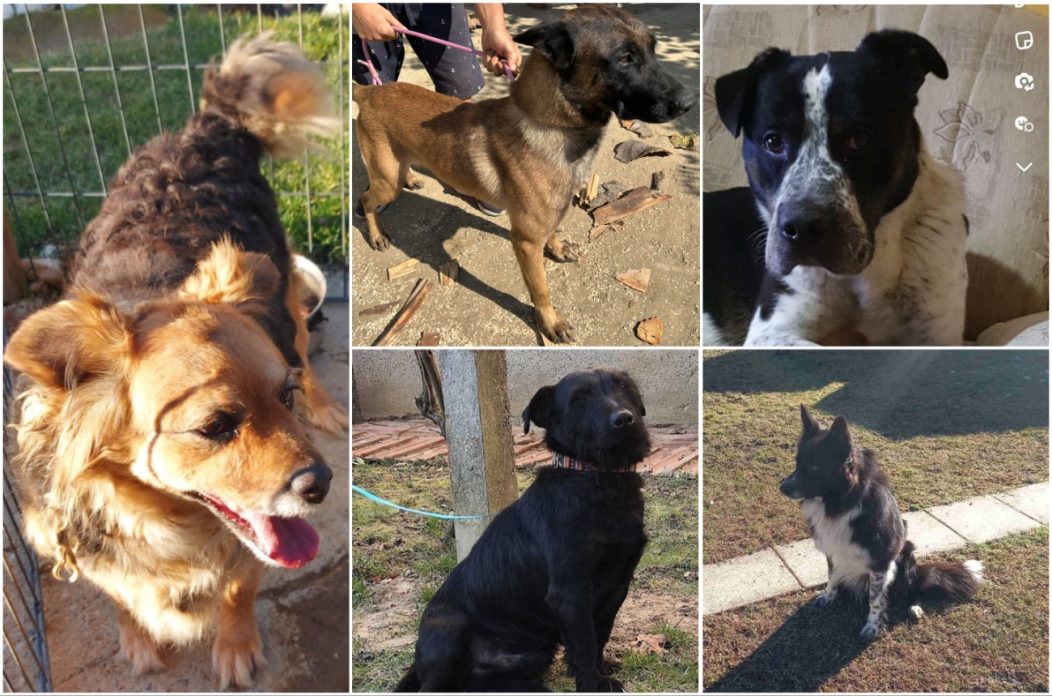 Azil ‘Prijatelji životinja’ Čakovec Azil 'Prijatelji životinja' Čakovec