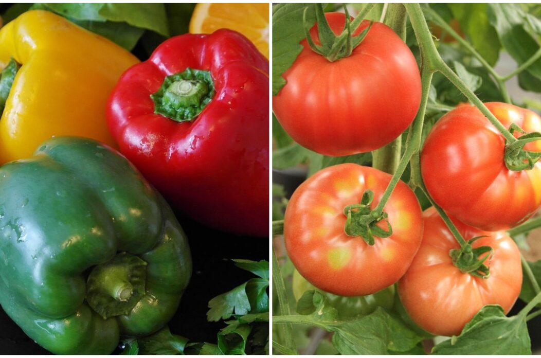 paprika rajčica paprika rajčica