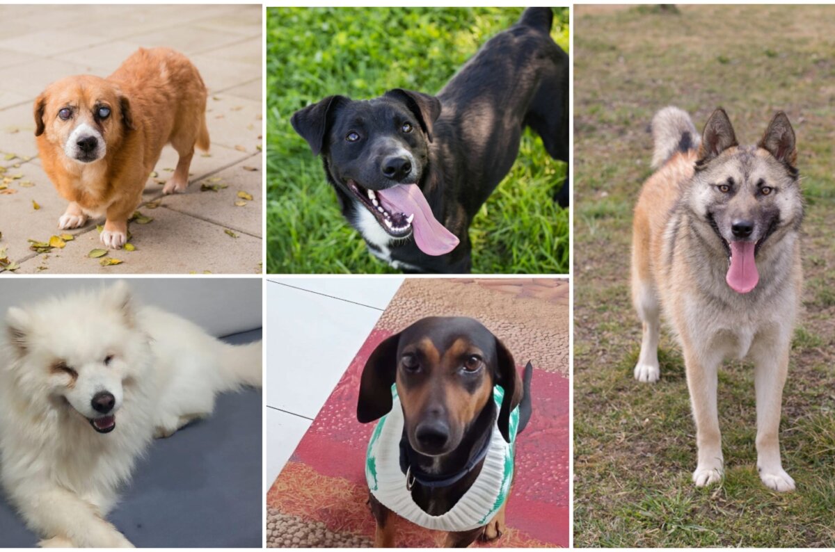 MixCollage-09-Apr-2025-10-32-AM-6688